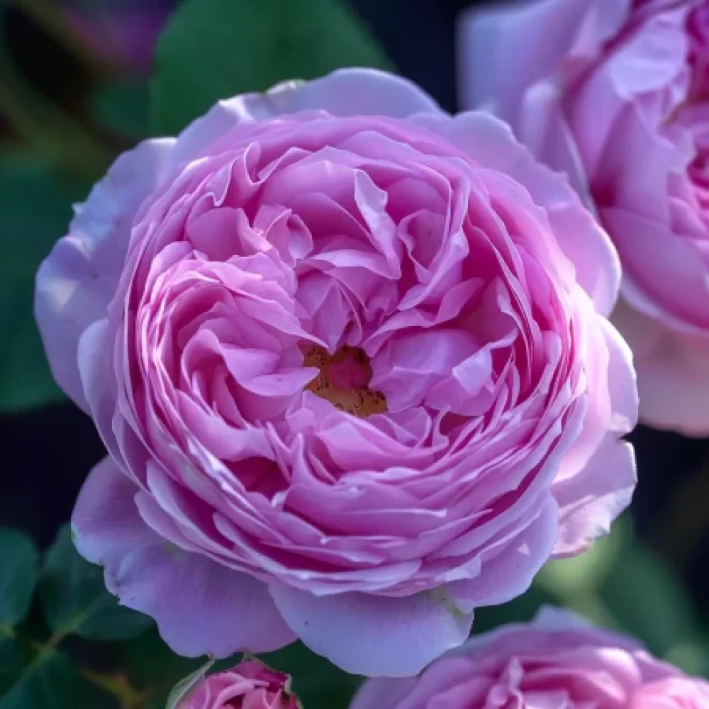 Ruža Pink Magic (ružičasta) - golog korijena