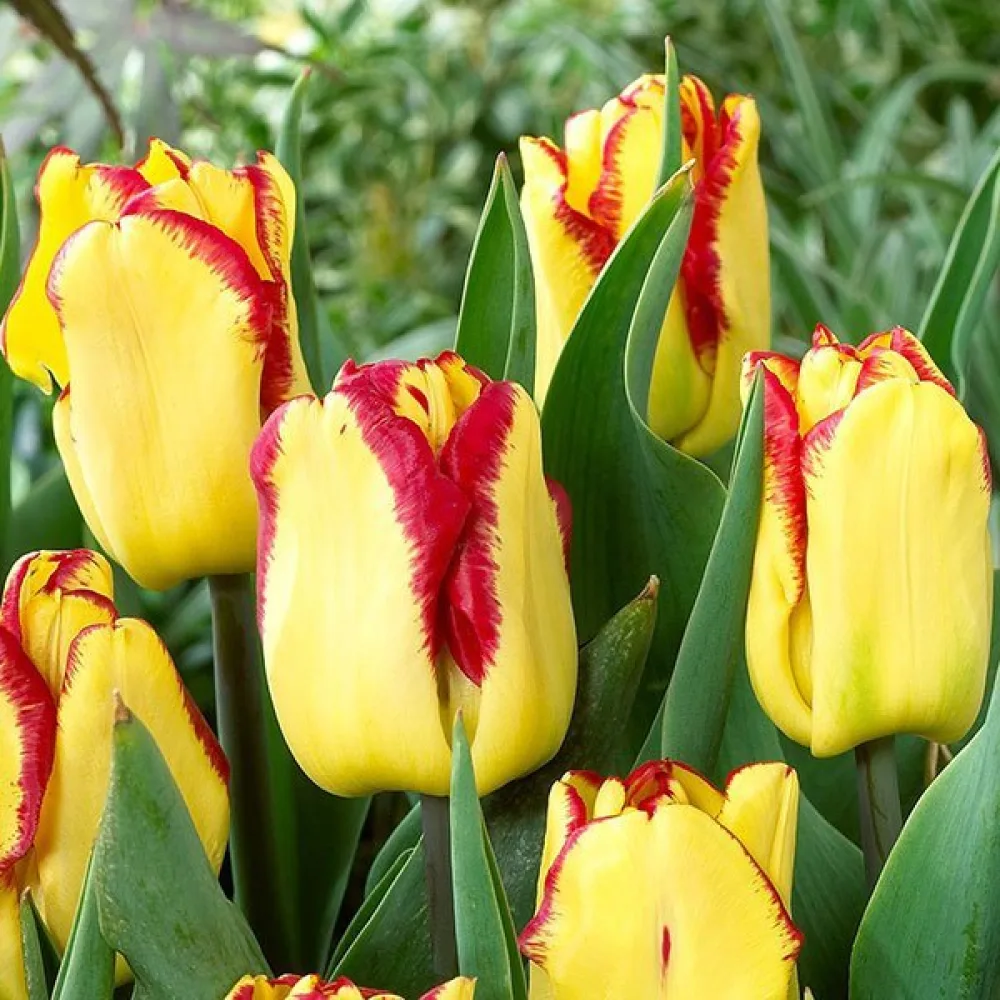 Tulipan Cape town (crveni)