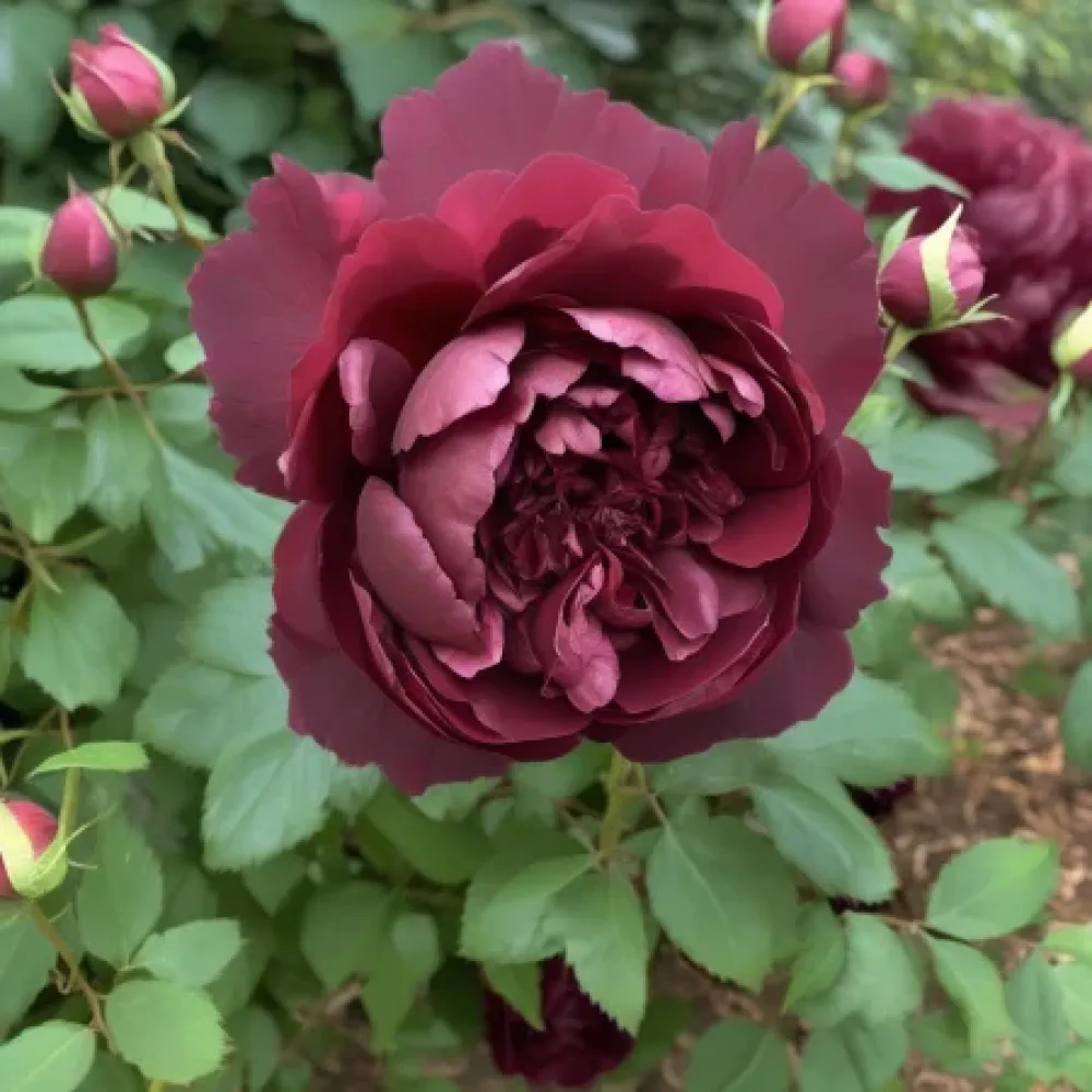 Ruža Dark Ambrosia (bordo) - golog korijena