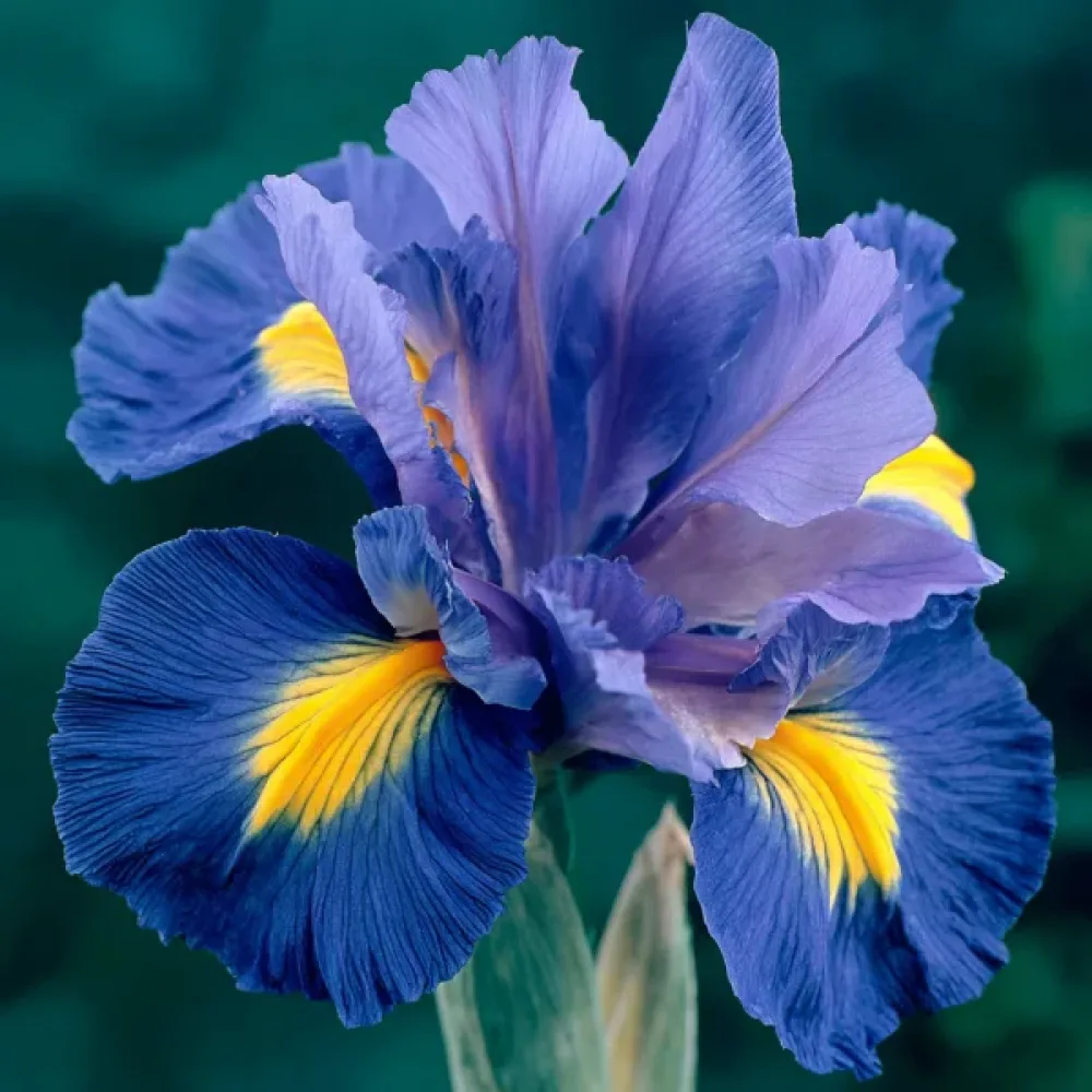 Iris Sapphire Beauty (plavi)