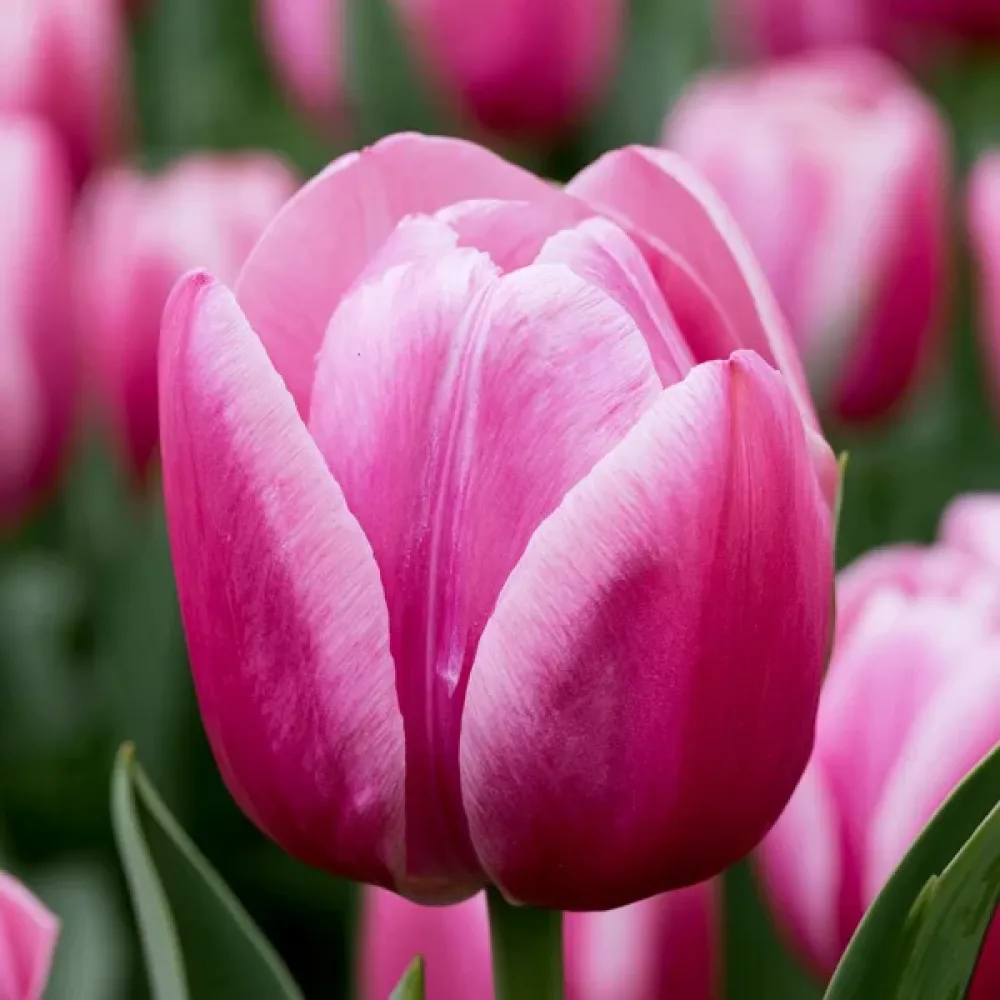 Tulipan Royal Ten (ružičasti)