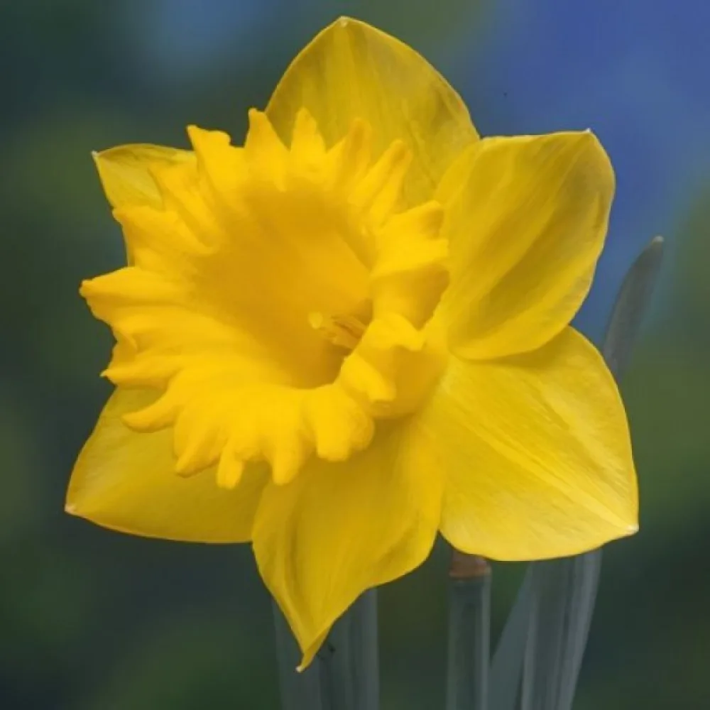 Narcis Dutch Master