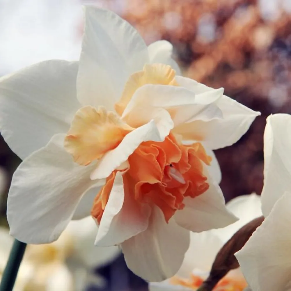 Narcis Replete (puni)