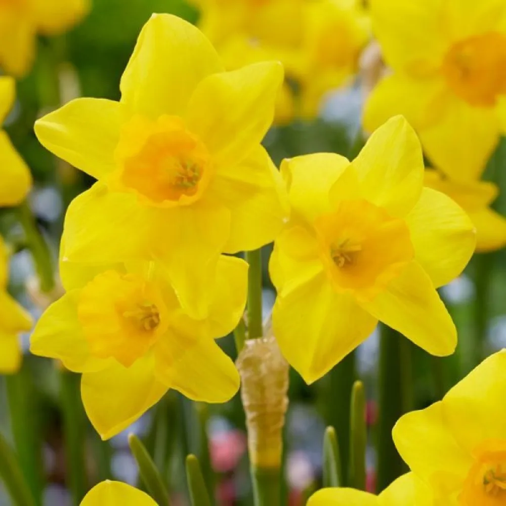 Narcis Garden Opera