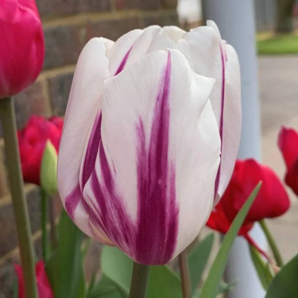 Tulipan Happy Feet (zeleni)