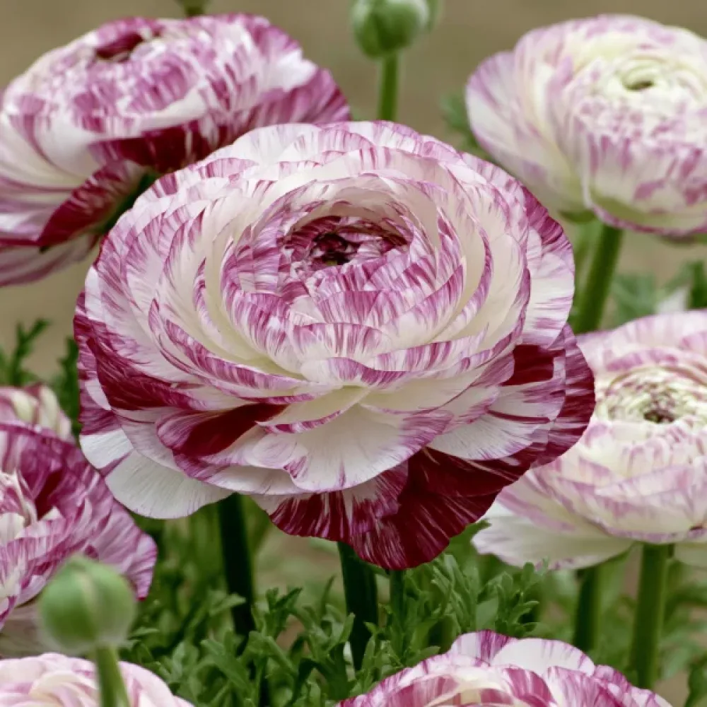 Ranunkul Elegance Bianco Striato (krem)