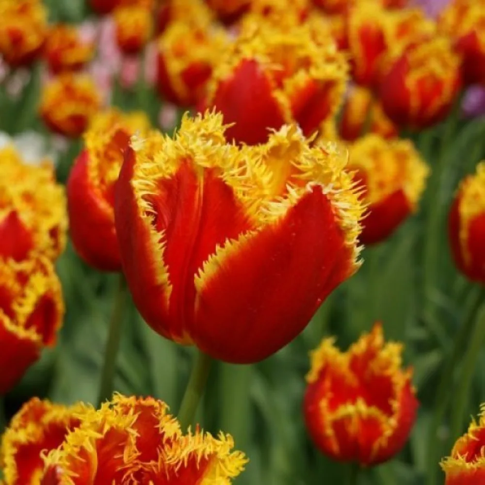 Tulipan Davenport (žuti)