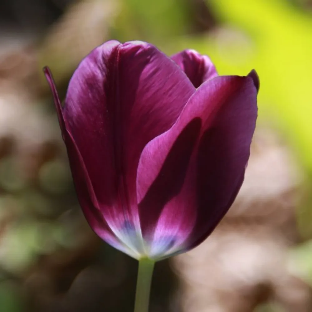 Tulipan Kansas Proud (ljubičasti)