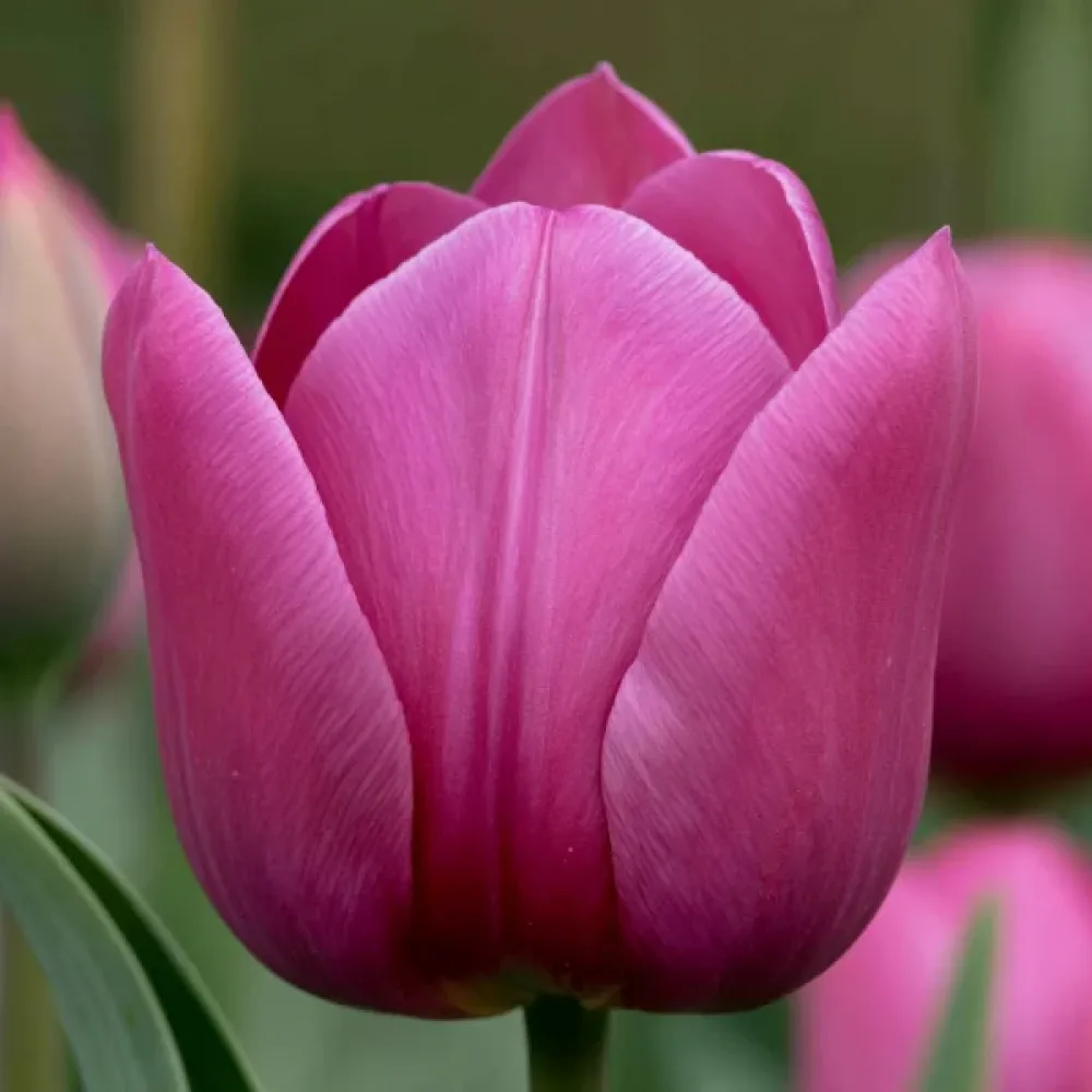 Tulipan Roeska Rimini (ljubičasti)