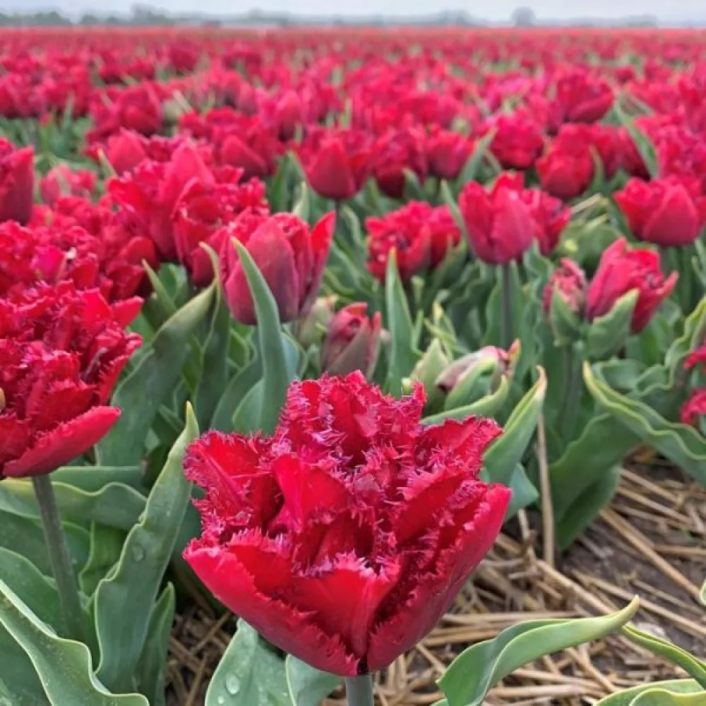 Tulipan Cranberry thistle (crveni)