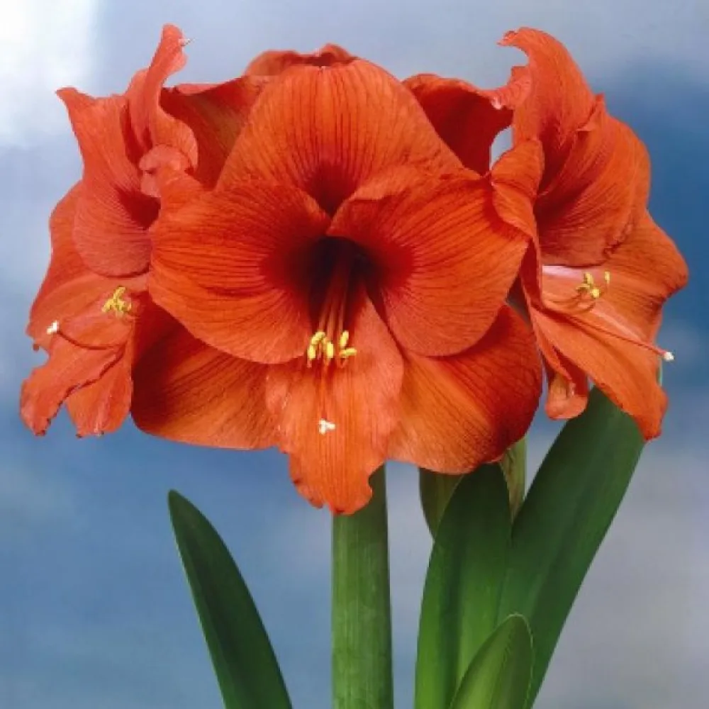 Amarilis ORANGE SOUVEREIGN (narančasti)