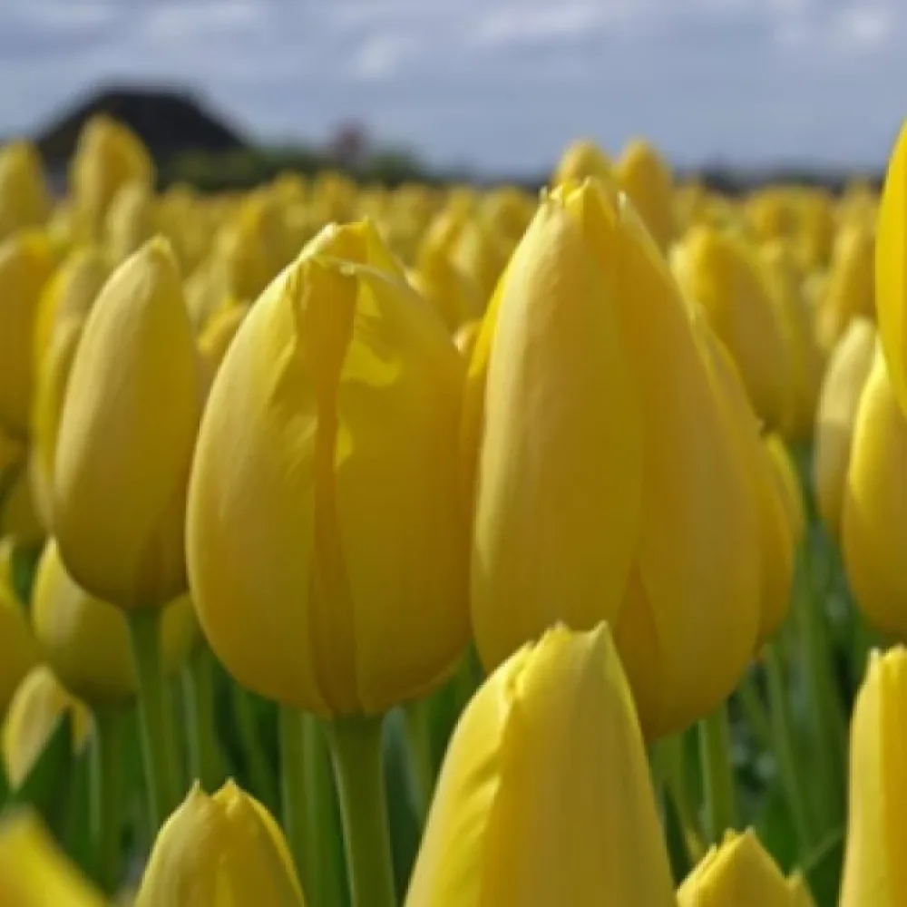 Tulipan Muscadet (žuti)
