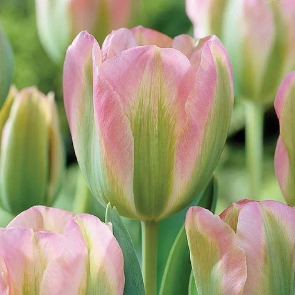 Tulipan Groenland (zeleni)