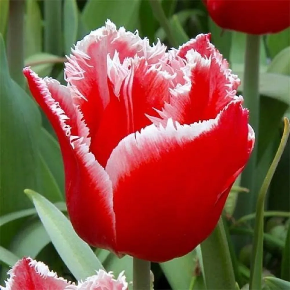 Tulipan Canasta (crveni)