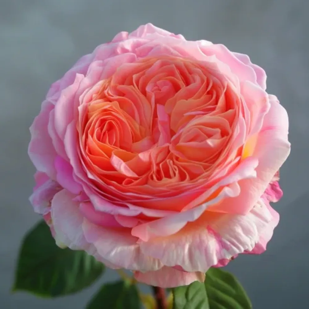 Ruža Biserna rosa - golog korijena