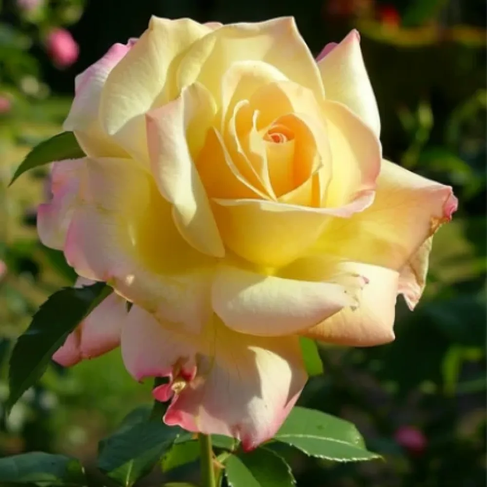 Ruža Golden Rose Dream (zlatna) - golog korijena