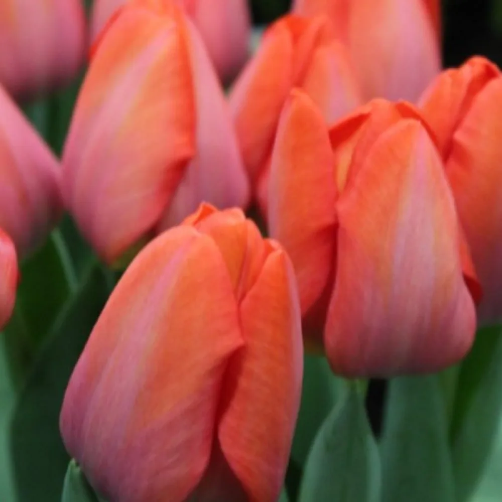 Tulipan Orange Van Eijk (narančasti)