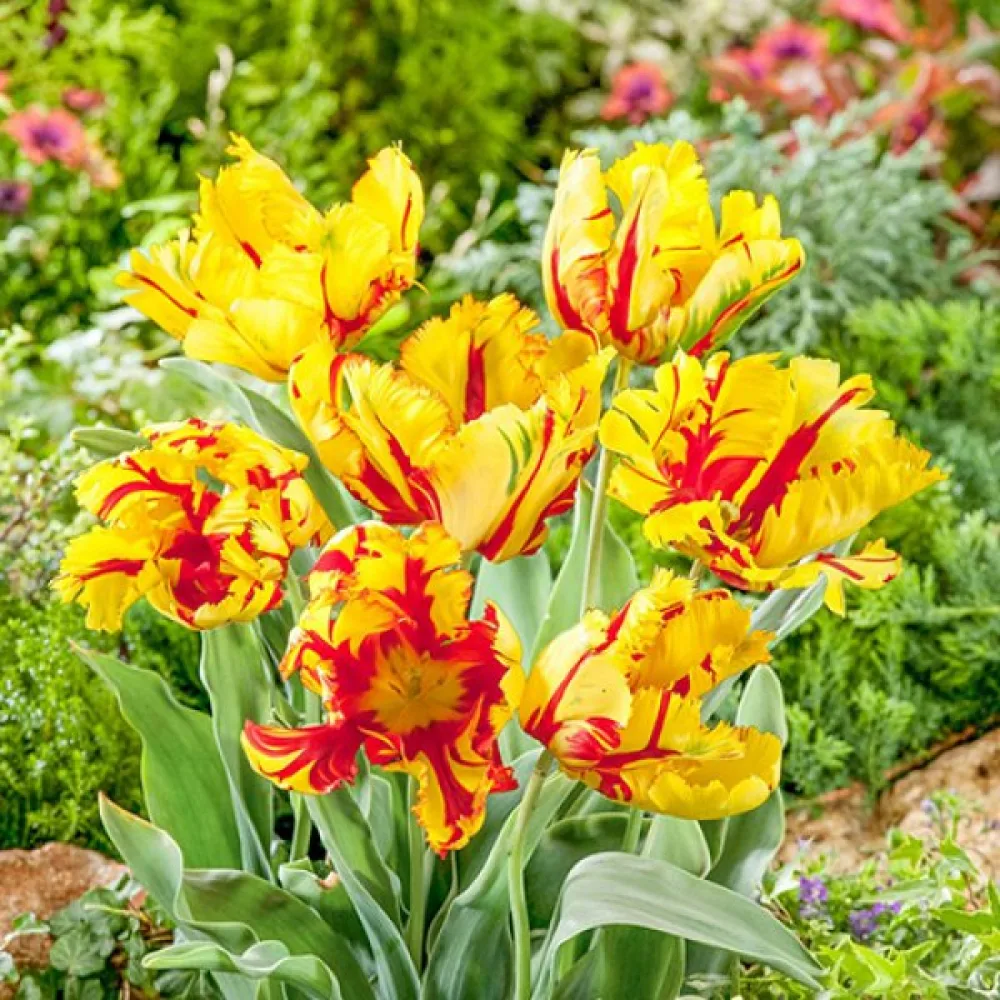 Tulipan Texas Flame