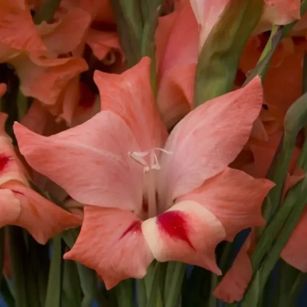 Gladiola Nathalie (crvena)