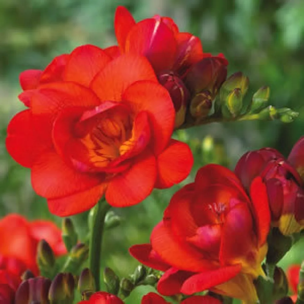 Frezija Double red (crvena puna)