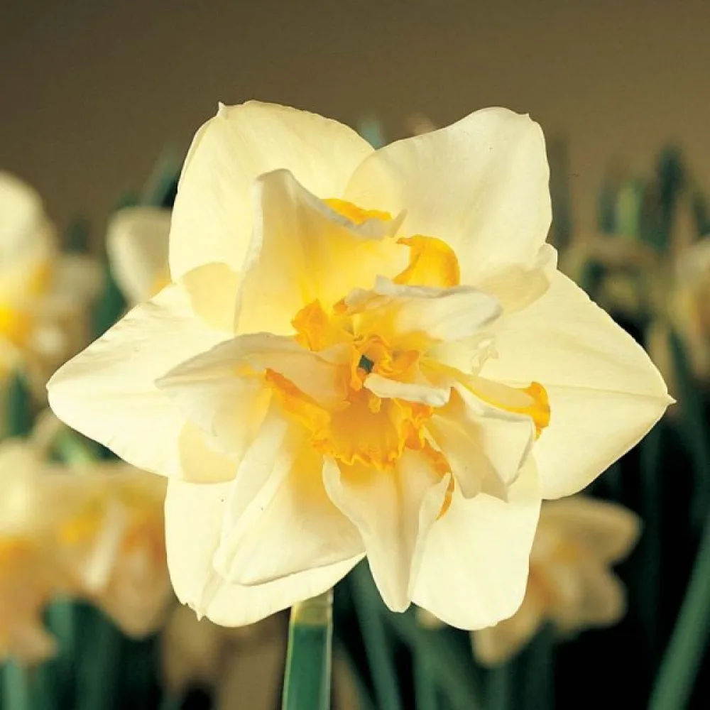 Narcis White Lion (bijeli)