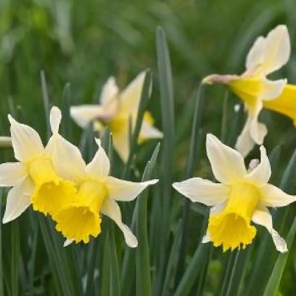 Narcis Lobularis (žuti)