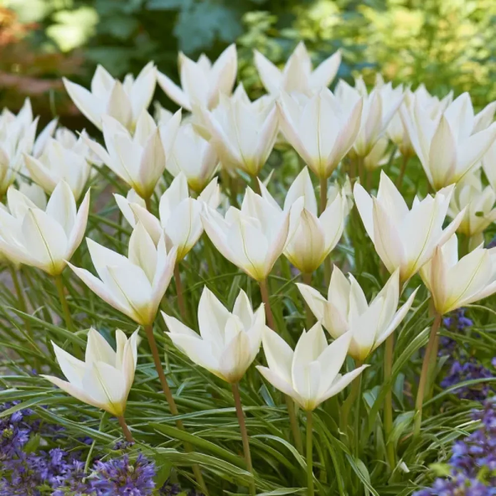 Tulipan Sylvia Clusiana bis (bordo)