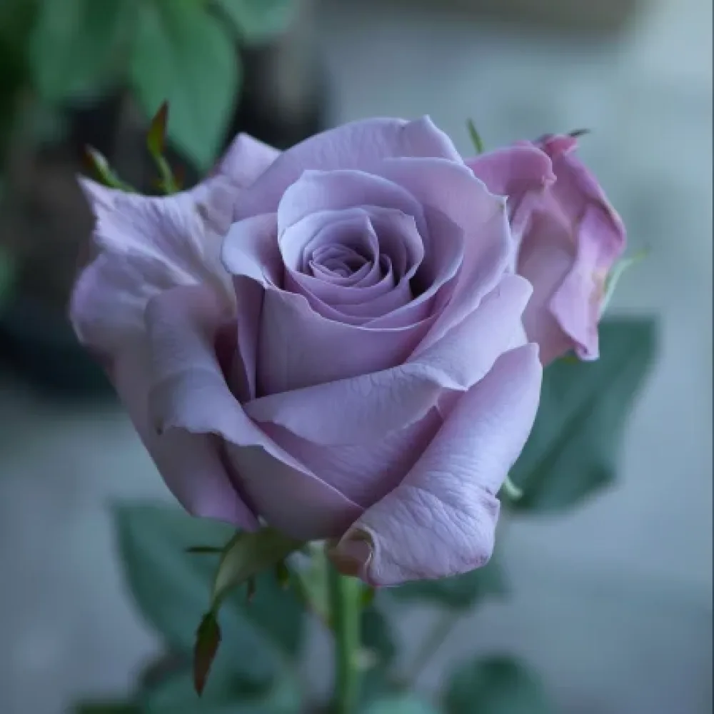 Ruža Blooming Symphony - golog korijena
