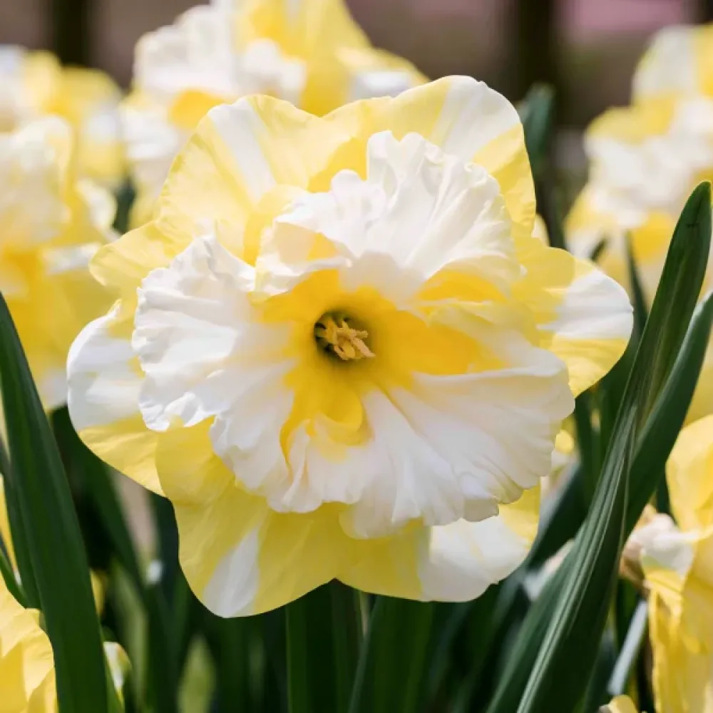 Narcis Cassata (krem)