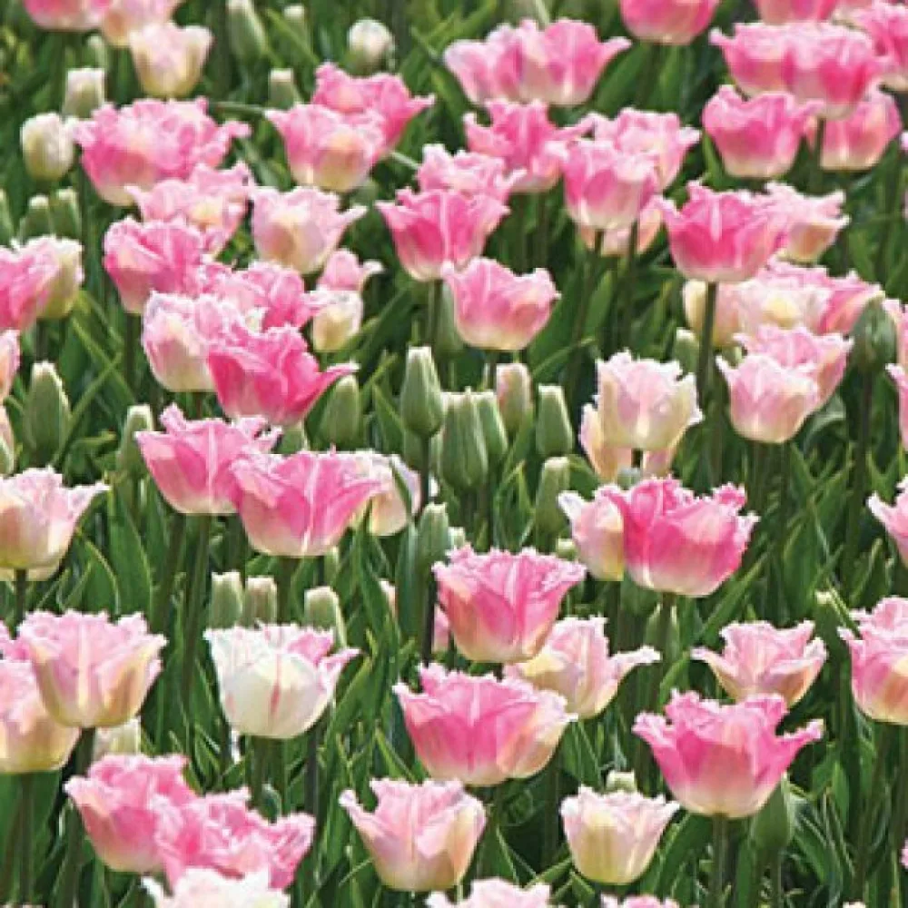 Tulipan Izumi (ružičasti)