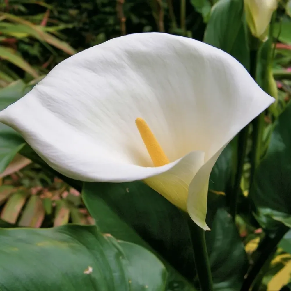 Kala Aethiopica (bijela)