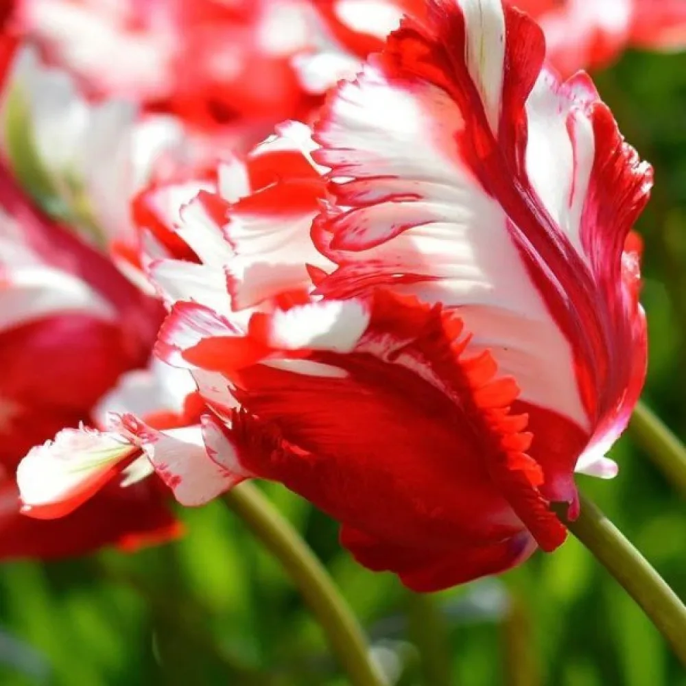 Tulipan Estella Rijnveld (šareni)