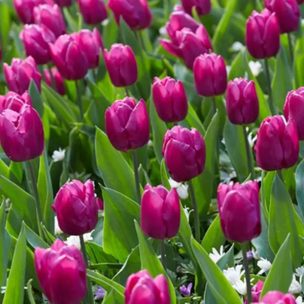 Tulipan Purple Prince (ljubičasti)