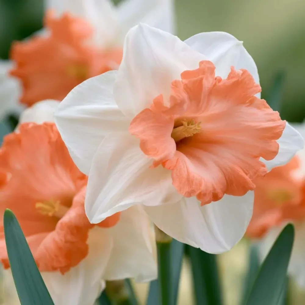 Narcis Accent (breskvasti)