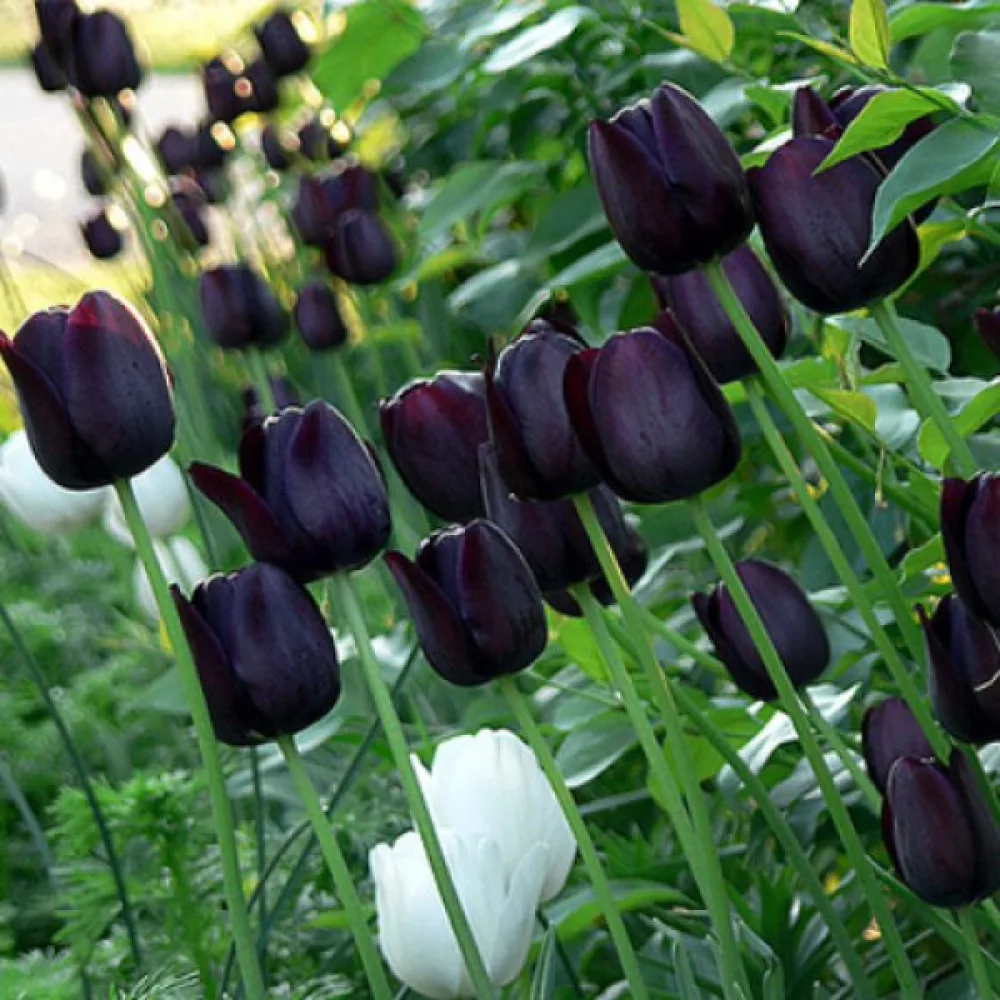 Tulipan Queen of Night (purpurni)