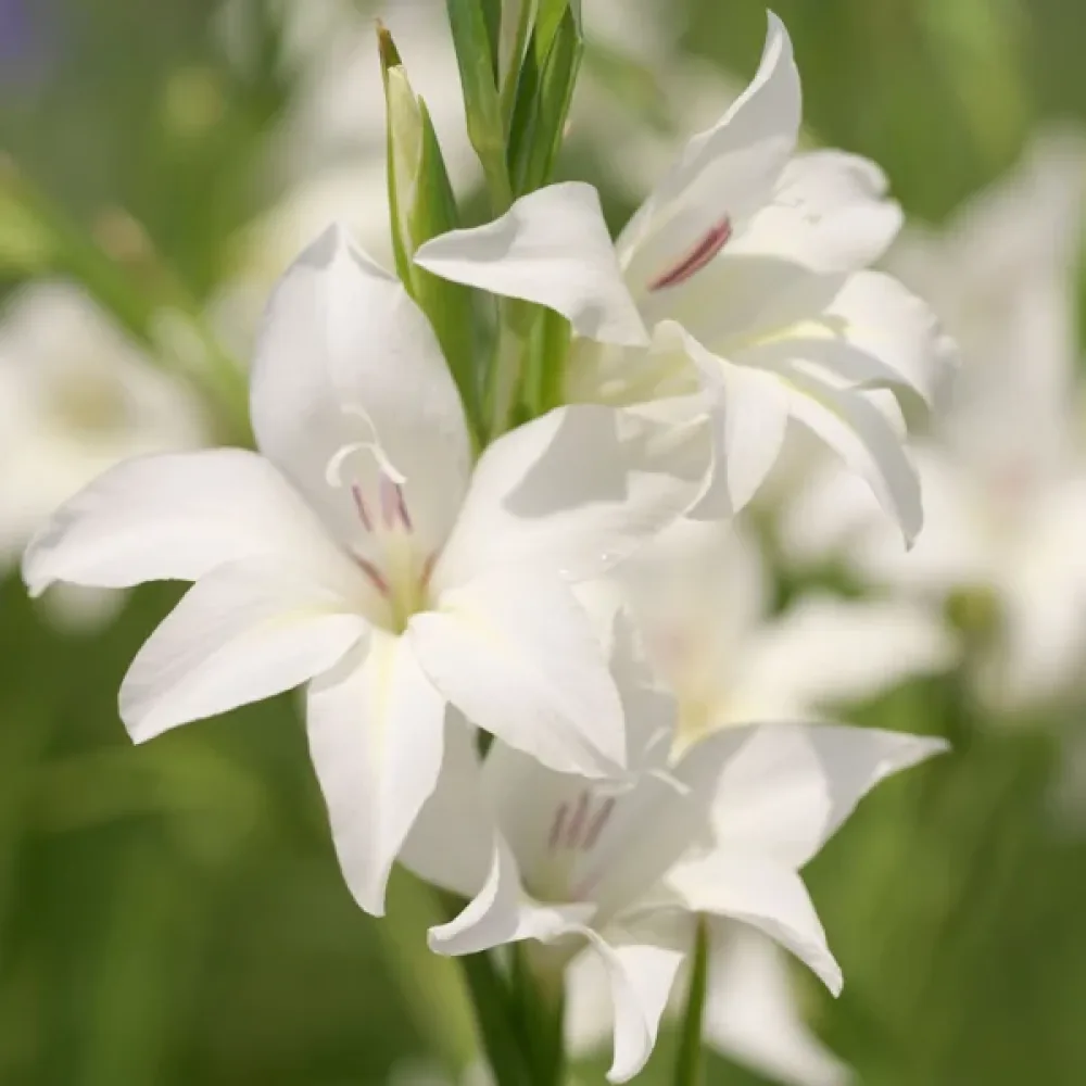 Gladiola Albus (bijela)