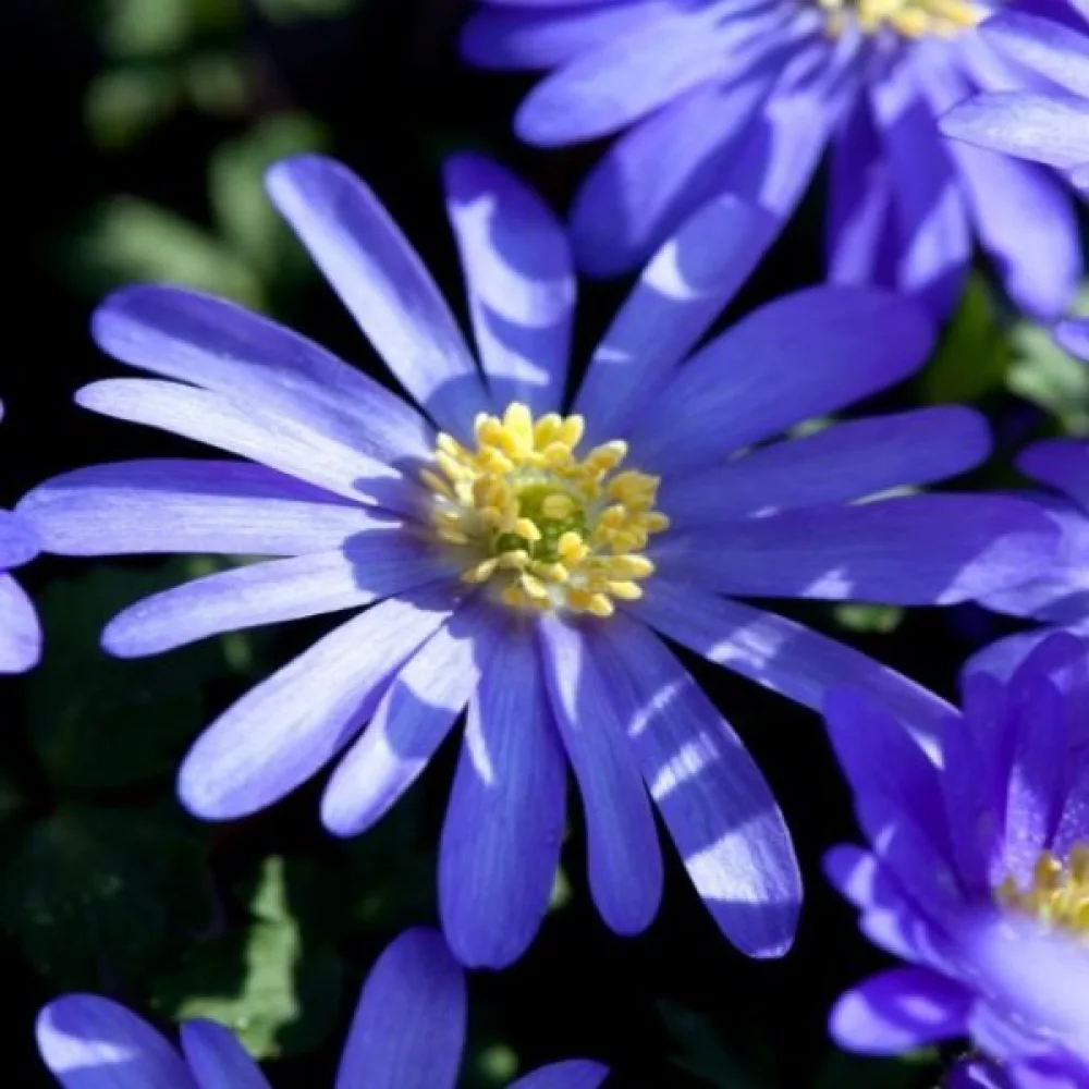 Anemona Blue shades blanda (plava)