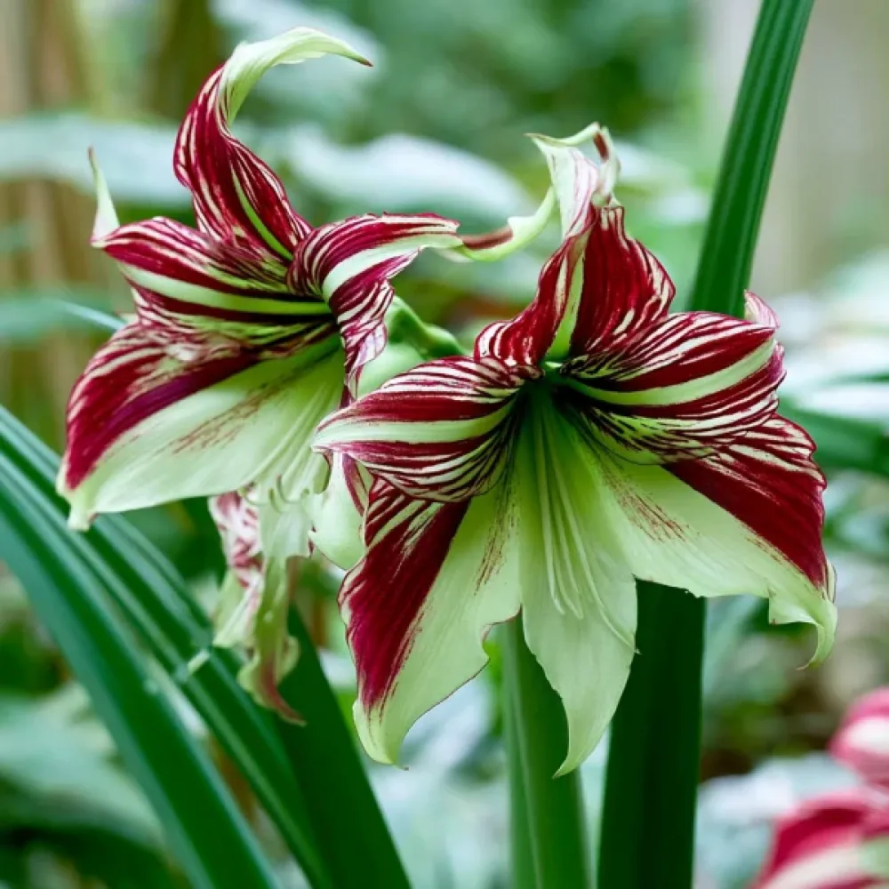 Amarilis Papillio (šareni)