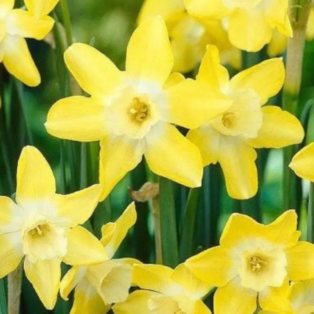 Narcis Verdin (jarki)