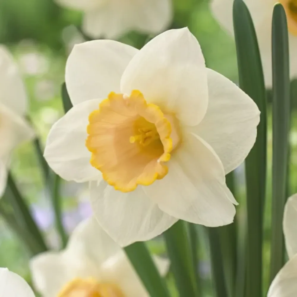 Narcis Salome (ružičasti)