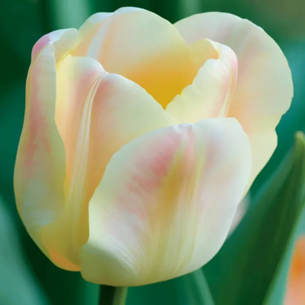 Tulipan Mieke Telkamp (krem)