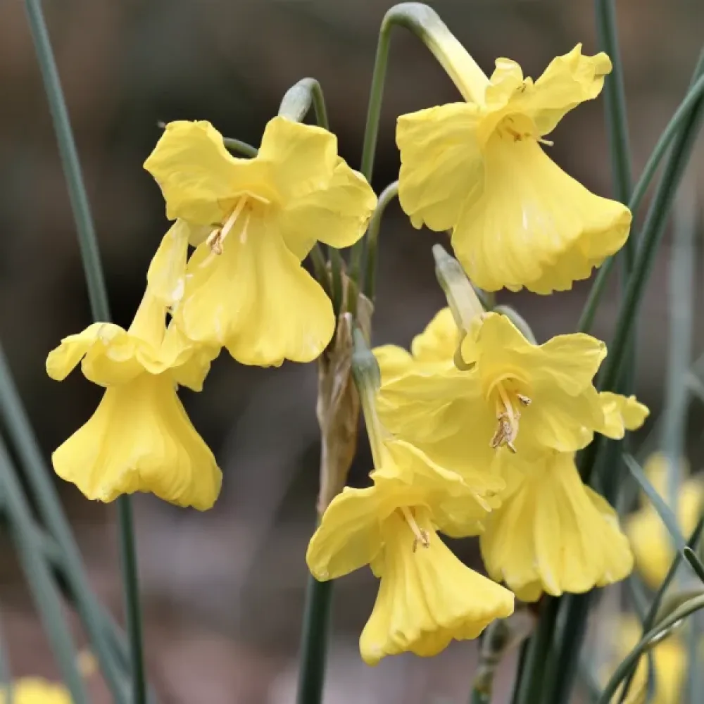 Narcis Casual Elegance