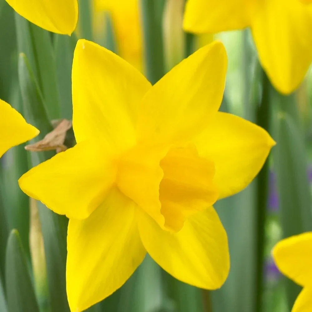 Narcis Sweetness (krem)