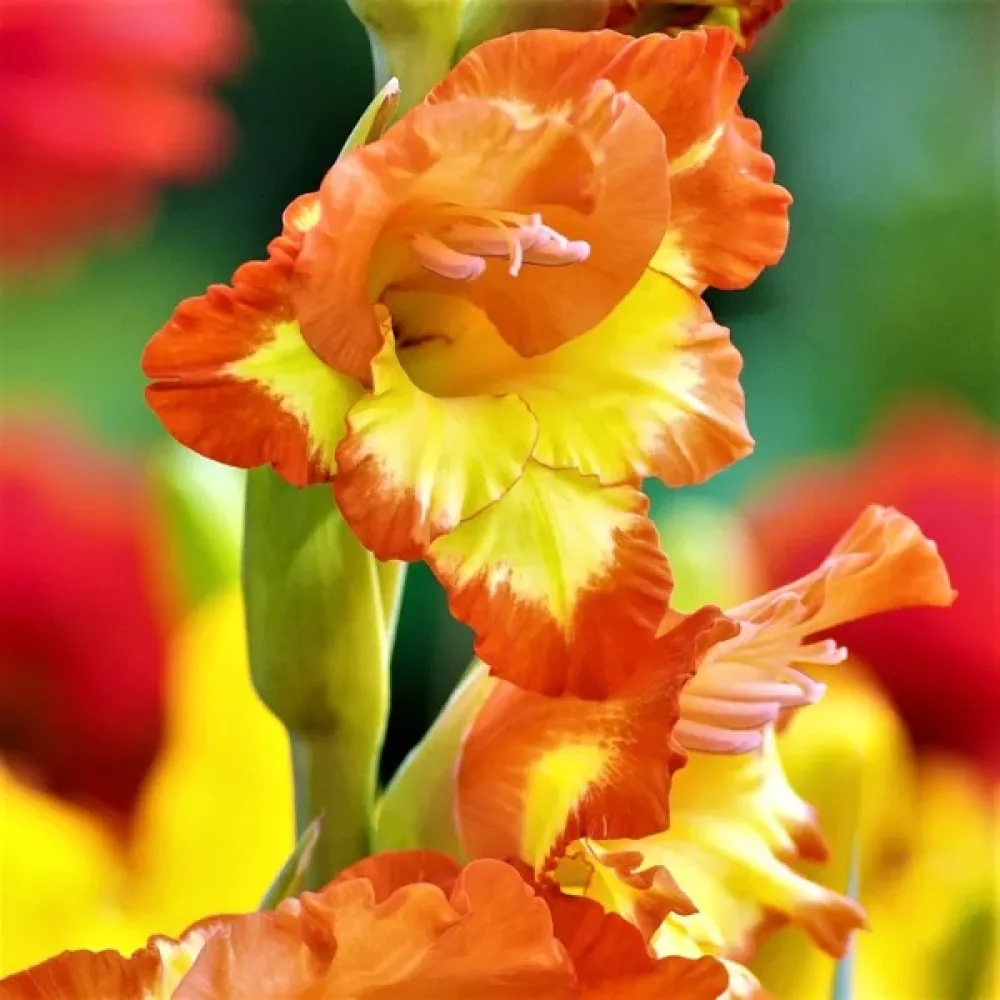 Gladiola Las Vegas