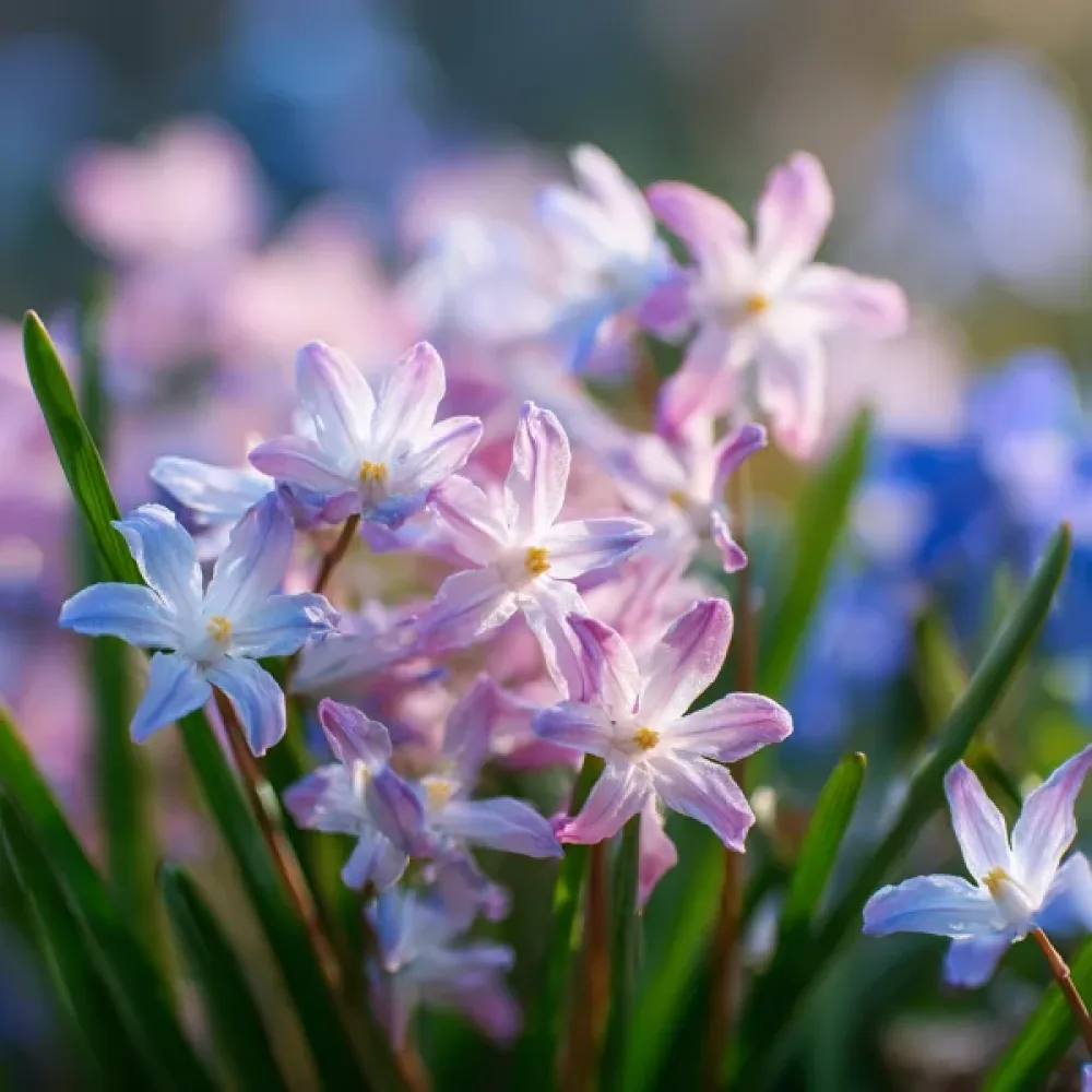 Hionodoksa Rosea (ružičasta)