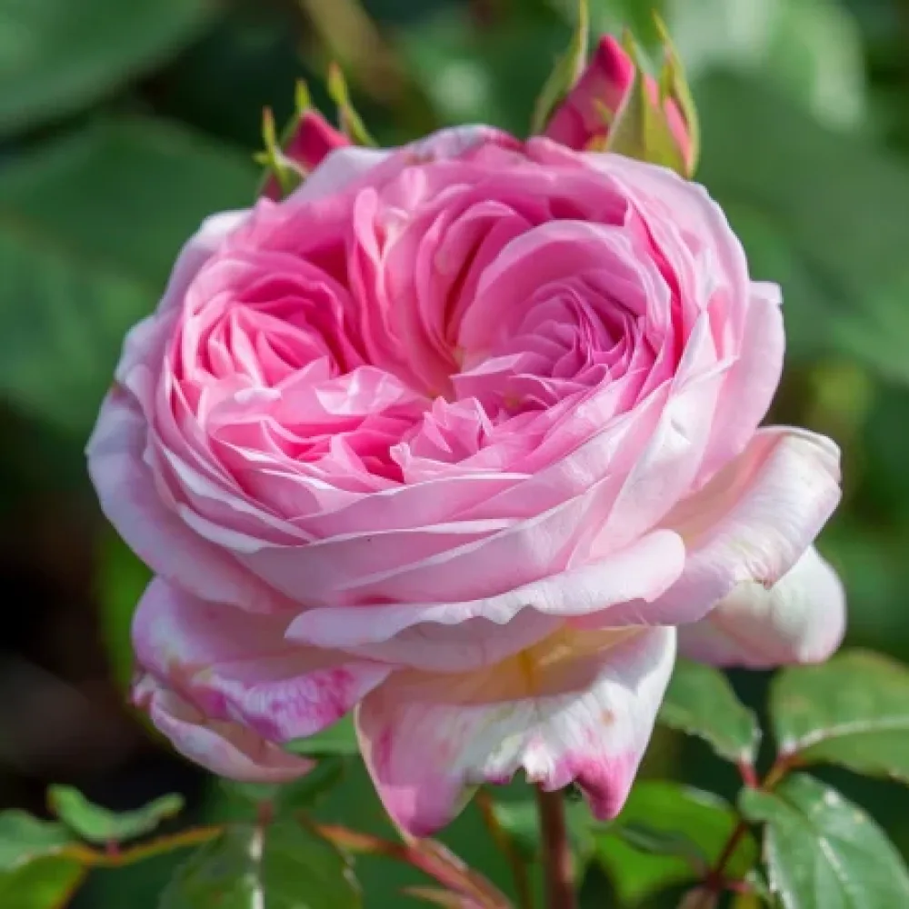 Ruža Pink Sentinel (ružičasta) - golog korijena