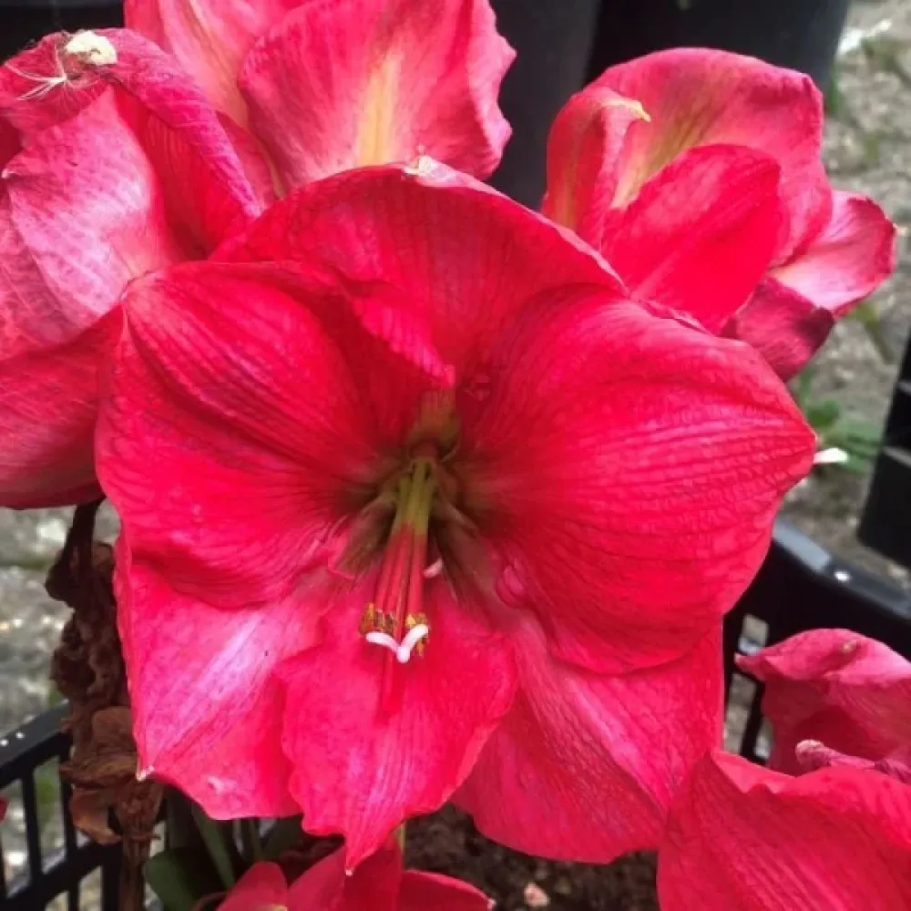 Amarilis Pink Rival (ružičasti)