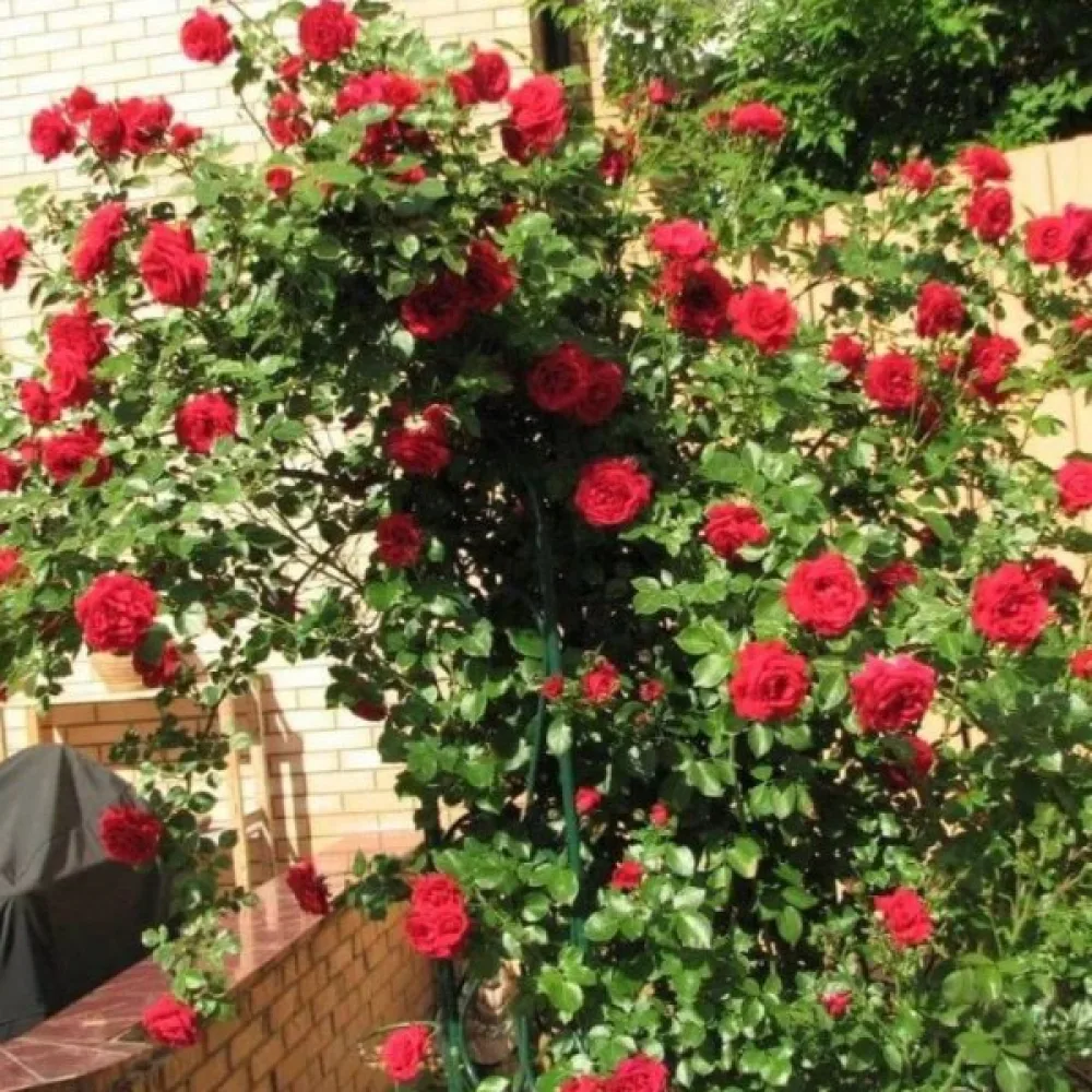 Ruža Scarlet Reverie (crvena)