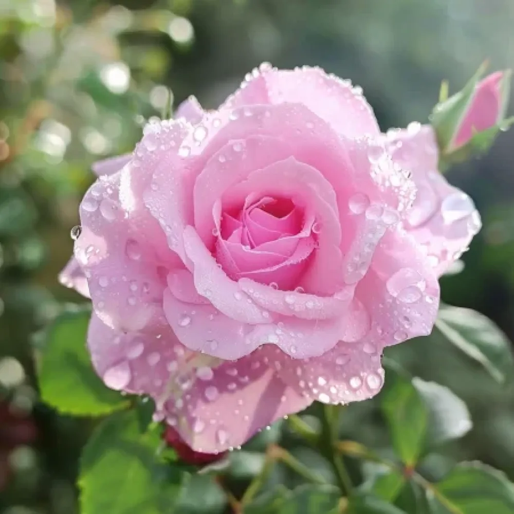 Ruža Pink Benedict (ružičasta) - golog korijena