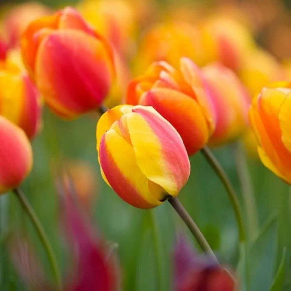 Tulipan Apeldoorns elite (narančasti)
